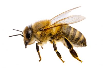Bee Pest Control Service
