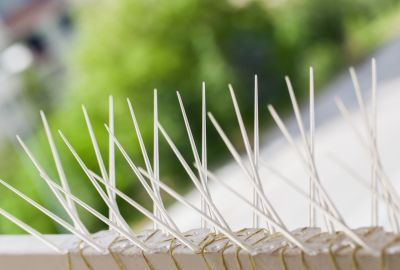 Bird Spikes Installation Cost — Cost of Bird Spikes Installation