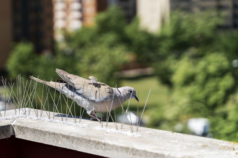 Bird Spikes on Commercial Buildings