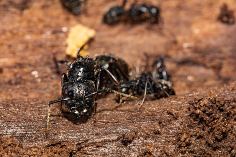 Black Ant Extermination in Arlington, TX
