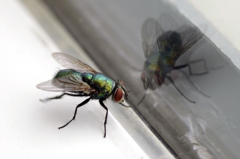 Fly Extermination in Denton, TX