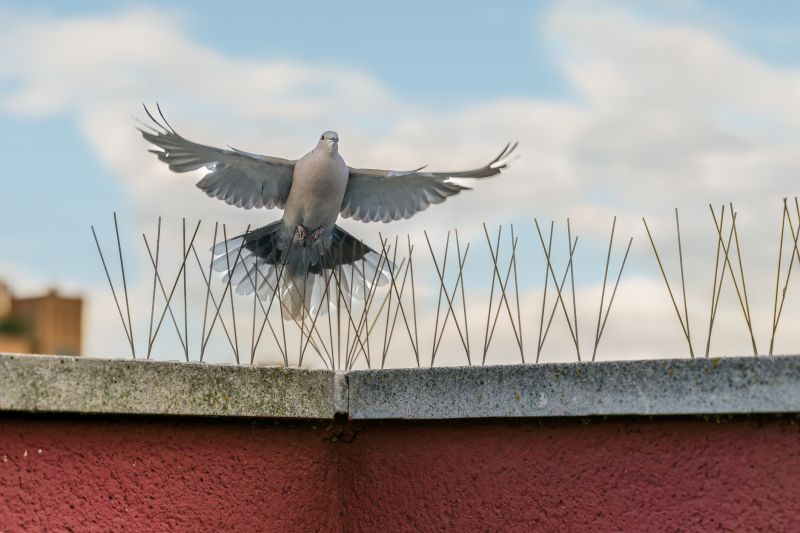 Products For Bird Spikes Installations in use