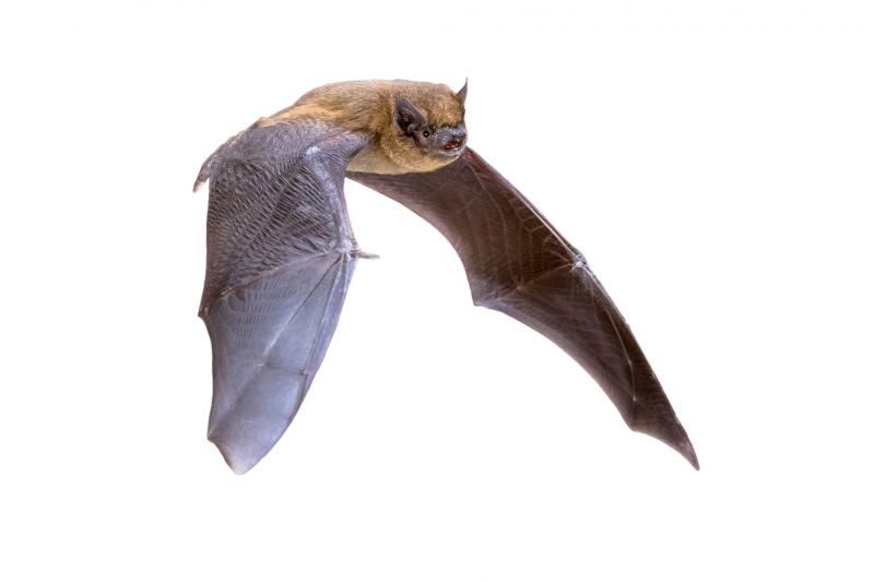 Why Professional Bird And Bat Pest Control Is Necessary